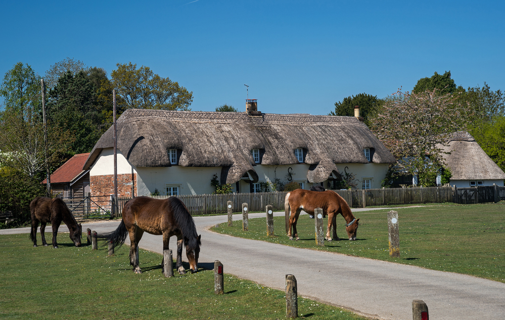 Spring Ponies and Cottages at Hatchet Green 2